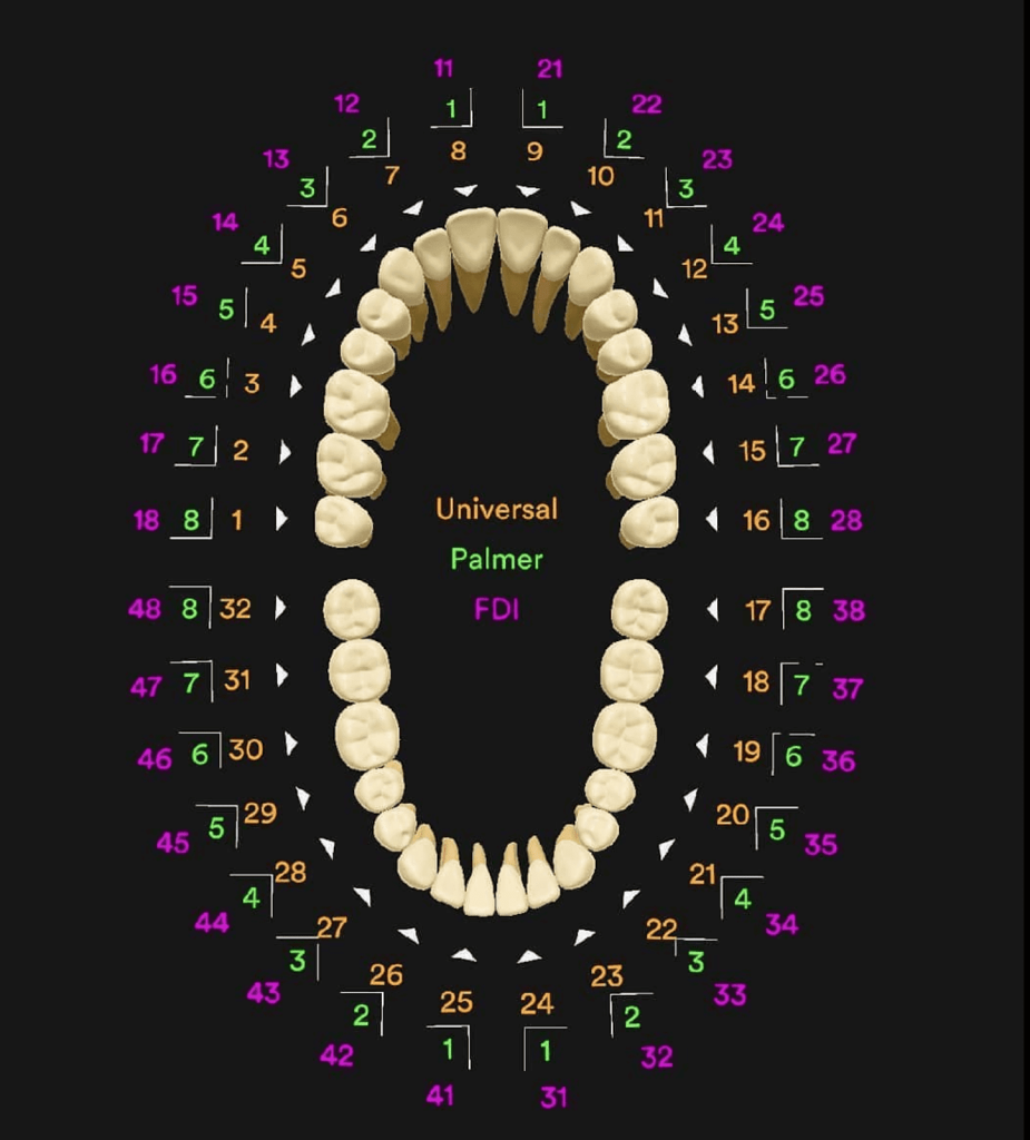 numeración de los dientes